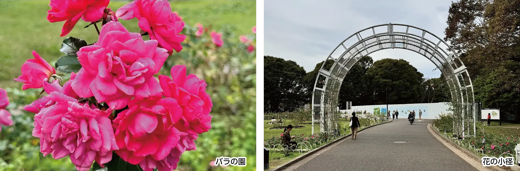 代々木公園の自然に触れながらめぐる原宿・代々木コース（約2.0km）